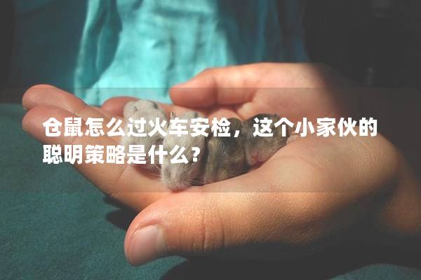 仓鼠怎么过火车安检，这个小家伙的聪明策略是什么？