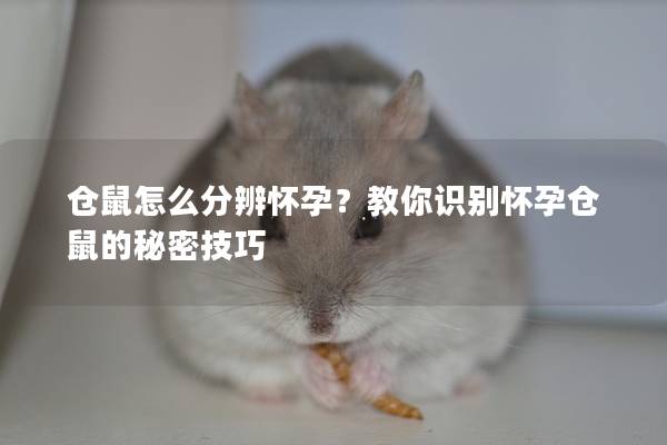 仓鼠怎么分辨怀孕？教你识别怀孕仓鼠的秘密技巧