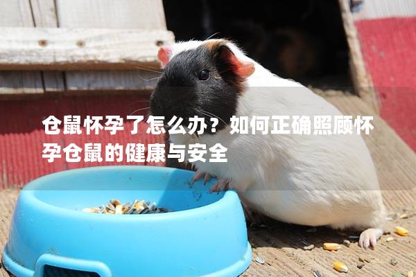 仓鼠怀孕了怎么办？如何正确照顾怀孕仓鼠的健康与安全