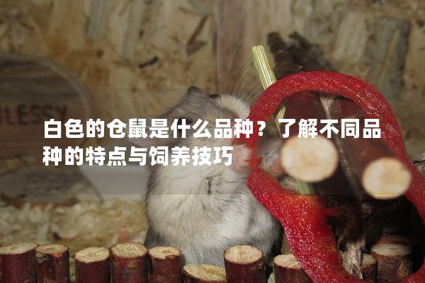 白色的仓鼠是什么品种？了解不同品种的特点与饲养技巧