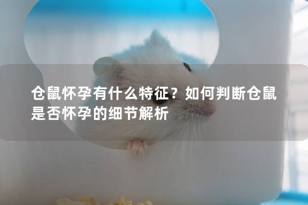 仓鼠怀孕有什么特征？如何判断仓鼠是否怀孕的细节解析