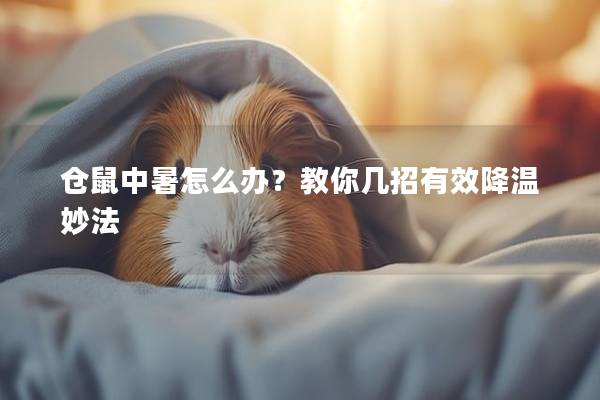 仓鼠中暑怎么办？教你几招有效降温妙法