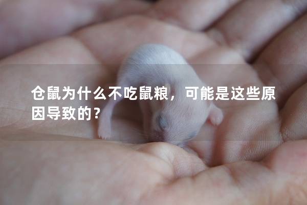 仓鼠为什么不吃鼠粮，可能是这些原因导致的？