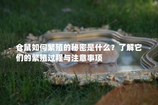 仓鼠如何繁殖的秘密是什么？了解它们的繁殖过程与注意事项