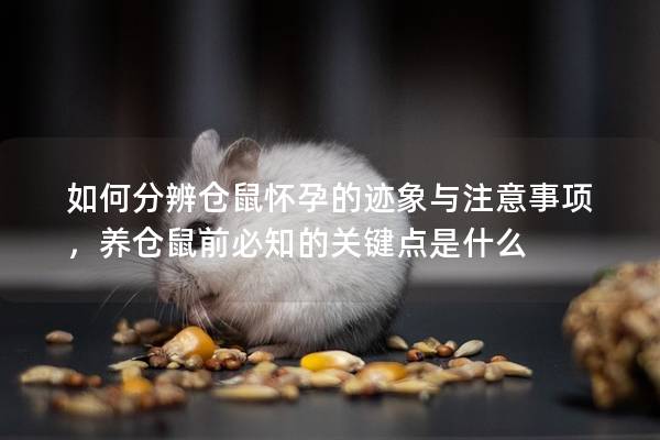 如何分辨仓鼠怀孕的迹象与注意事项，养仓鼠前必知的关键点是什么