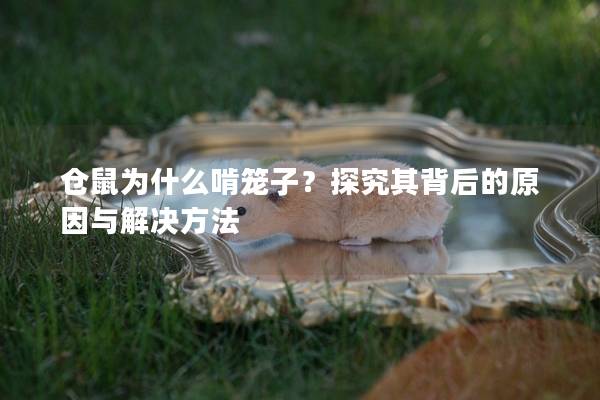 仓鼠为什么啃笼子？探究其背后的原因与解决方法