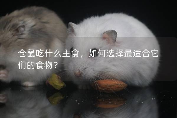 仓鼠吃什么主食，如何选择最适合它们的食物？