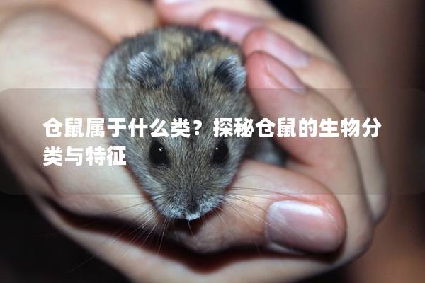 仓鼠属于什么类？探秘仓鼠的生物分类与特征