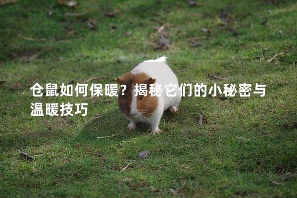 仓鼠如何保暖？揭秘它们的小秘密与温暖技巧