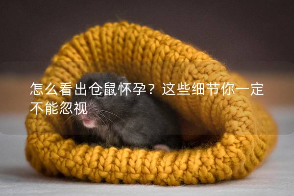 怎么看出仓鼠怀孕？这些细节你一定不能忽视