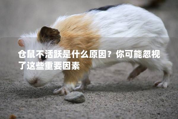 仓鼠不活跃是什么原因？你可能忽视了这些重要因素