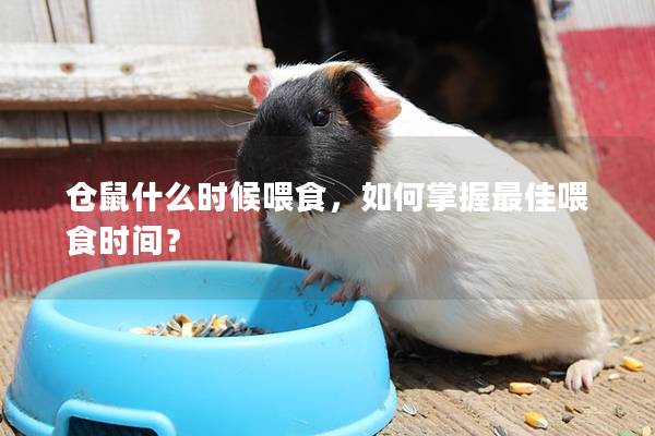 仓鼠什么时候喂食，如何掌握最佳喂食时间？