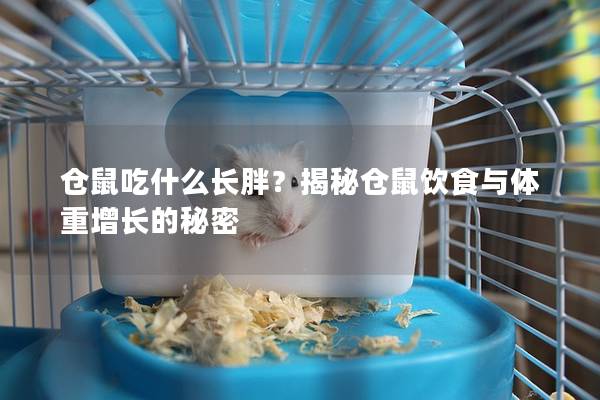 仓鼠吃什么长胖？揭秘仓鼠饮食与体重增长的秘密