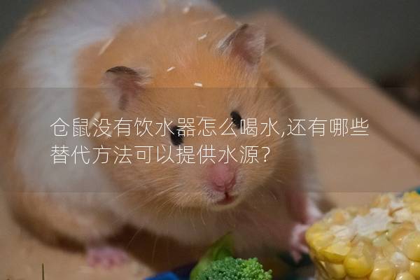 仓鼠没有饮水器怎么喝水,还有哪些替代方法可以提供水源？