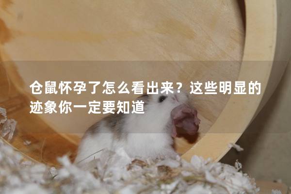 仓鼠怀孕了怎么看出来？这些明显的迹象你一定要知道