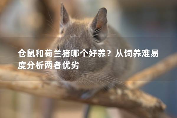 仓鼠和荷兰猪哪个好养？从饲养难易度分析两者优劣