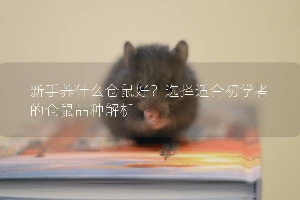 新手养什么仓鼠好？选择适合初学者的仓鼠品种解析