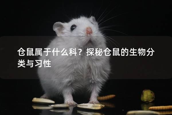 仓鼠属于什么科？探秘仓鼠的生物分类与习性