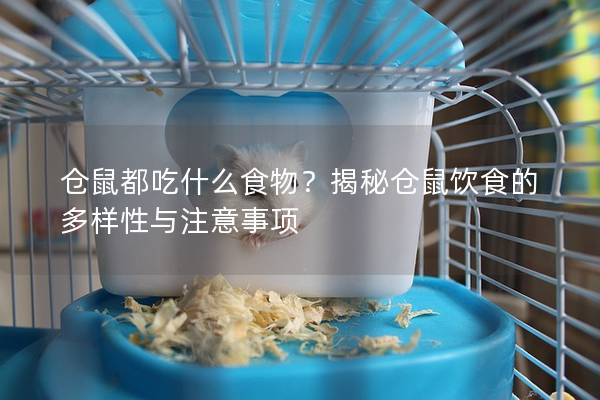 仓鼠都吃什么食物？揭秘仓鼠饮食的多样性与注意事项