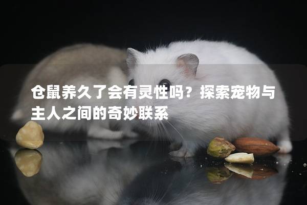 仓鼠养久了会有灵性吗？探索宠物与主人之间的奇妙联系