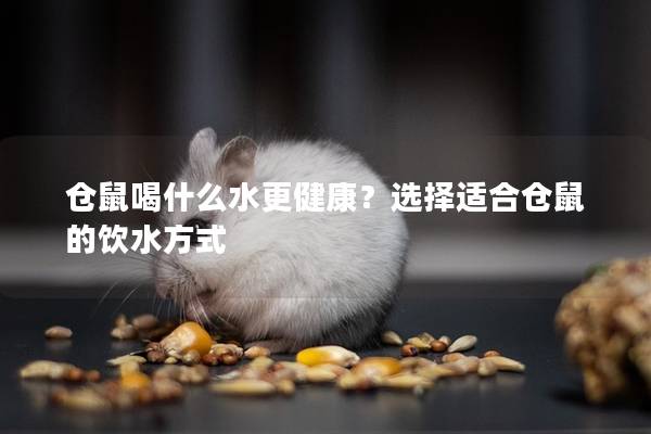 仓鼠喝什么水更健康？选择适合仓鼠的饮水方式